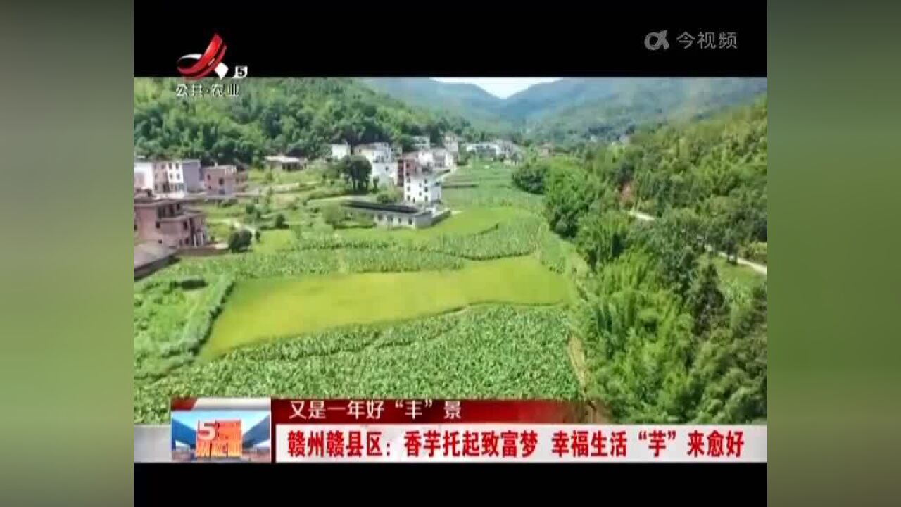 【又是一年好“丰”景】赣州赣县区:香芋托起致富梦 幸福生活“芋”来愈好