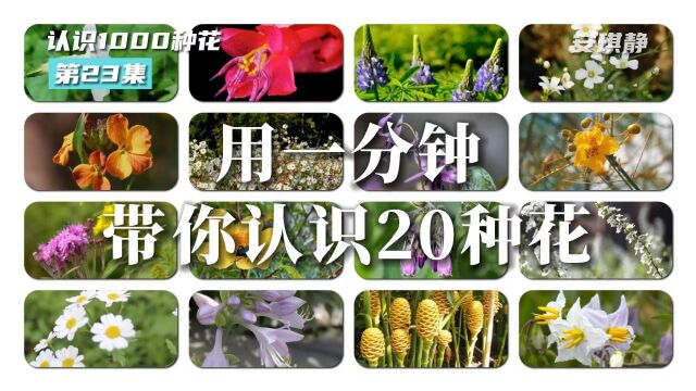 认识1000种花第23集|这20种花你都认识吗?带你认识20种花