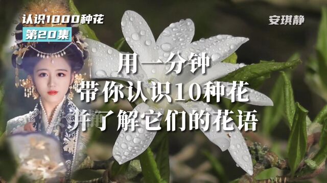 认识1000种花第20集|带你认识10种花,并了解它们的花语. 科普晚香玉、耧斗菜、时钟花、天蓝绣球、紫萼、欧洲夹竹桃、蛇鞭花、丝瓜花、山茱萸、路边...