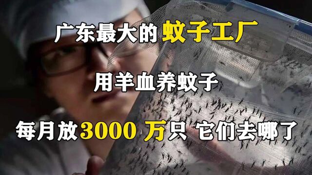 广东最大的蚊子工厂,用羊血养蚊子,每月放3000万只,它们去哪了