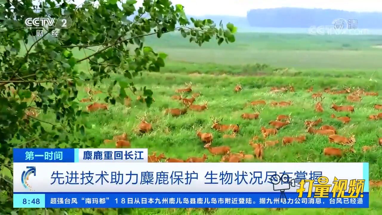 湖北石首:先进技术助力麋鹿保护,生物状况尽在掌握