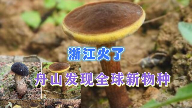 上热搜!浙江舟山发现全球新物种“普陀条孢牛肝菌”,颜色有亮点