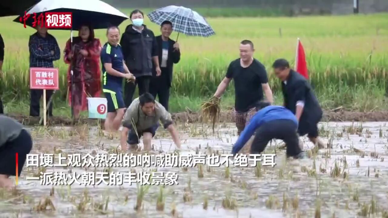 四川广元:村民游客上演抓鱼大赛喜庆丰收节