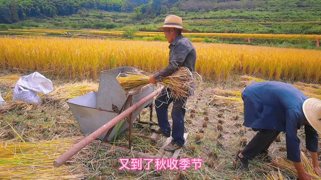 古村,梯田,金黄的稻谷,秋天的样子就在山登村