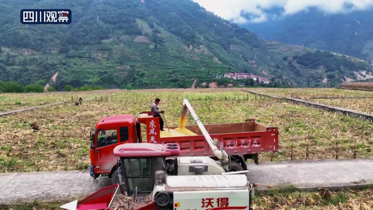 石棉:玉米飘香丰收景 颗粒归仓秋收忙