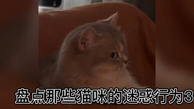 盘点那些猫咪的迷惑行为3,咪咪别踩我家踩,咪咪