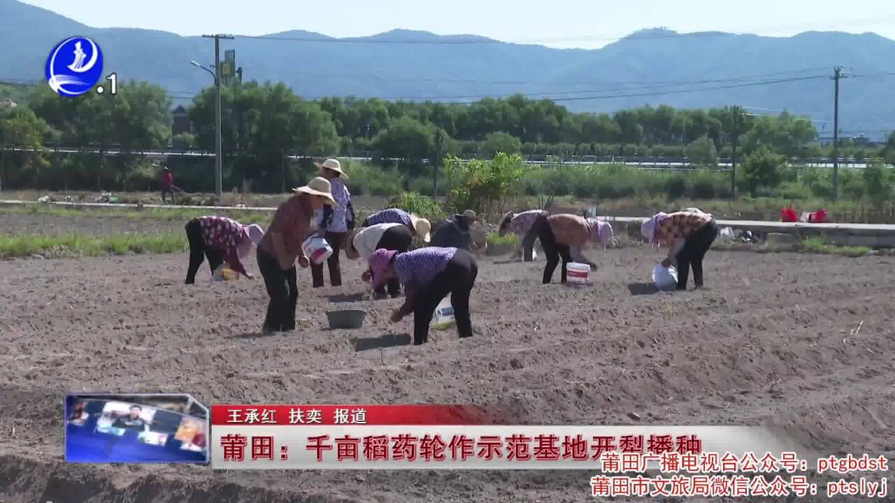 莆田:千亩稻药轮作示范基地开犁播种