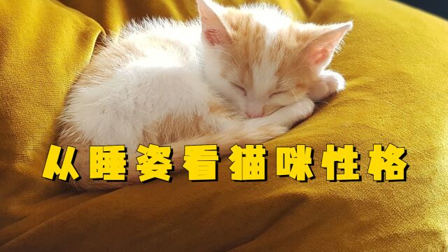 猫咪睡姿能看出性格,你家猫咪是什么性格?