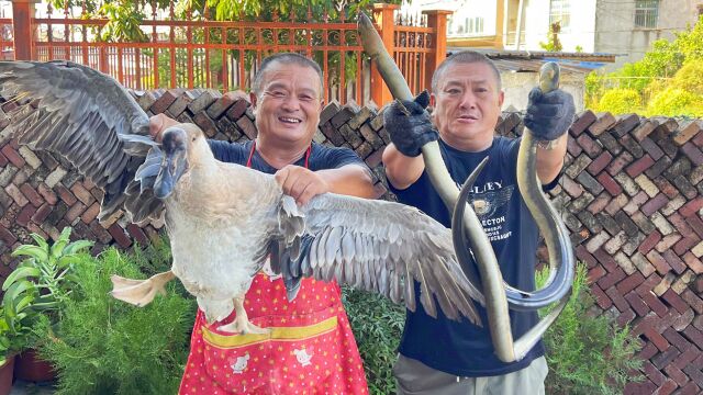 2条深海土龙1只大鹅,炖一锅“山海烩”,这汤实在太补了