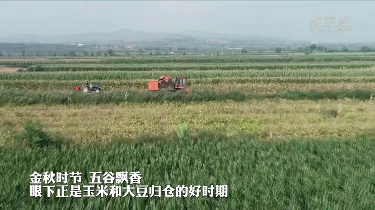 山西翼城:玉米大豆“手牵手” 一地双收好年景