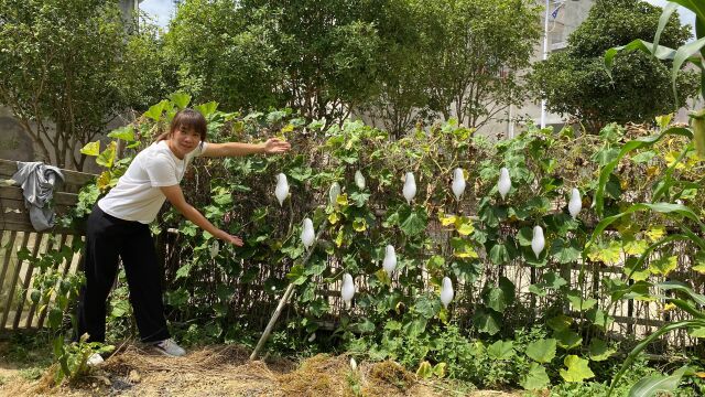 四川媳妇带回3株“老鼠吊冬瓜”,全村人都说没见过,你认识吗