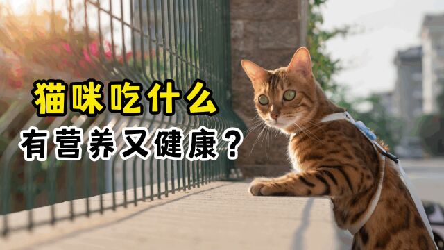 猫咪可以吃什么补充营养?这几种食物最好!