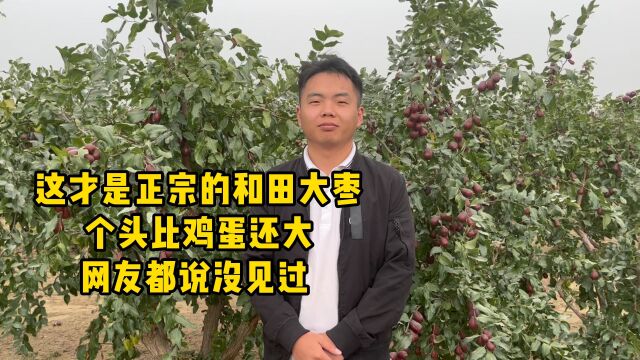 这才是正宗的和田大枣 个头比鸡蛋还打网友都说没见过