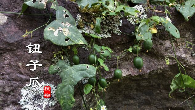 今天发现奇特野果“钮子瓜”,才花生米般大小,却全身是宝,你见过吗