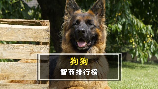 狗狗智商排行榜