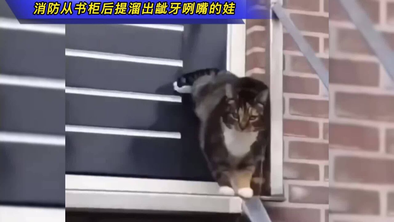 猫:快开门让我进去!