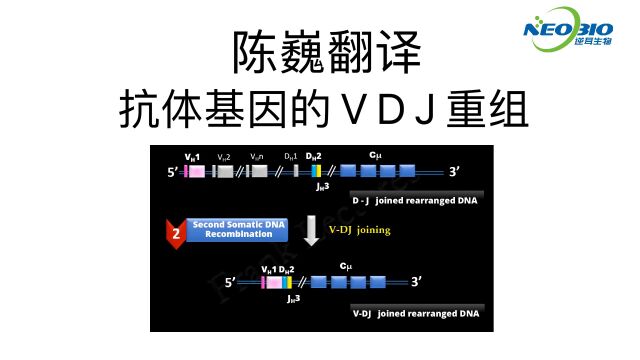 【陈巍翻译】抗体基因的 VDJ 重排