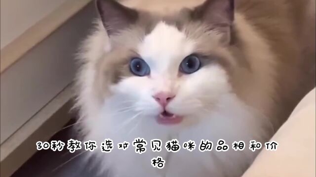 教你如何30秒选对猫咪的品相和价格