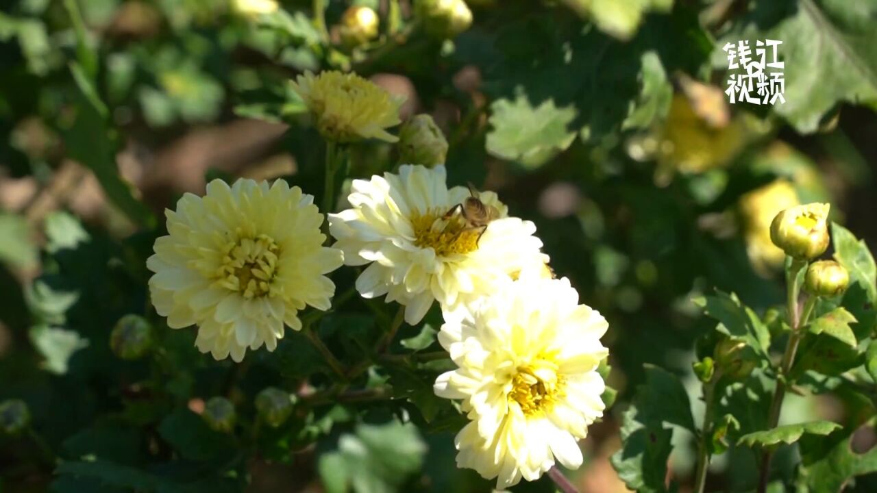 【共富新征程】畲族村高山杭白菊试种成功 开采季有美景更有收益