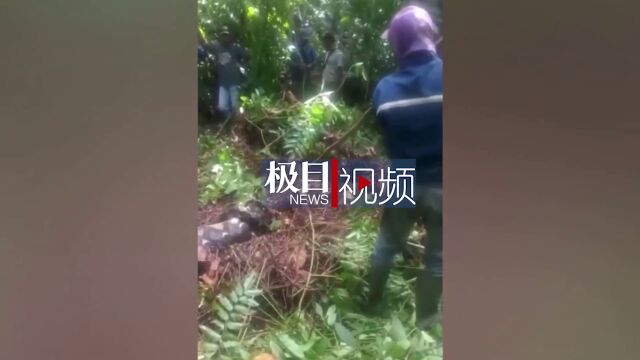 【视频】印尼女子被6米长巨蟒吞噬,村民剖开蛇肚找到尸体