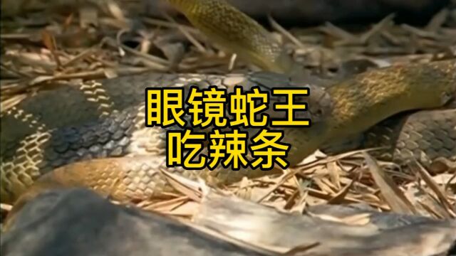 眼镜蛇王也爱吃辣条