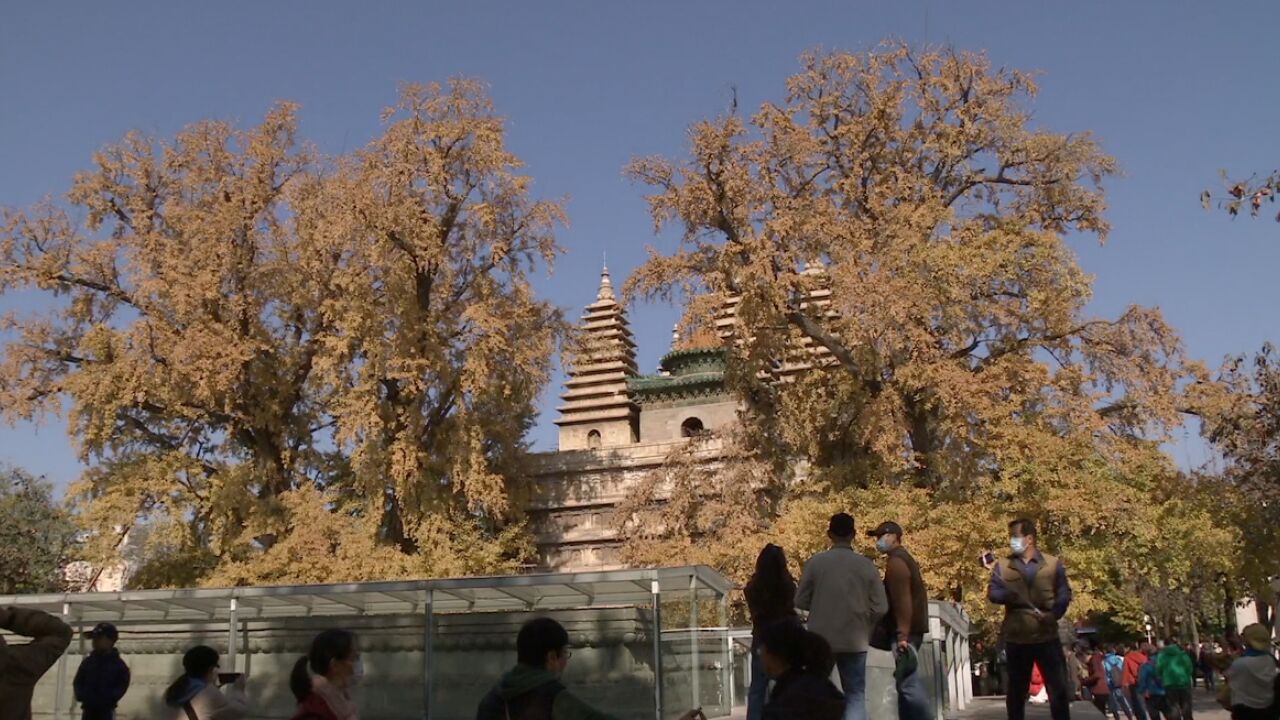 快来打卡!五塔寺600年古银杏树进入最佳观赏期