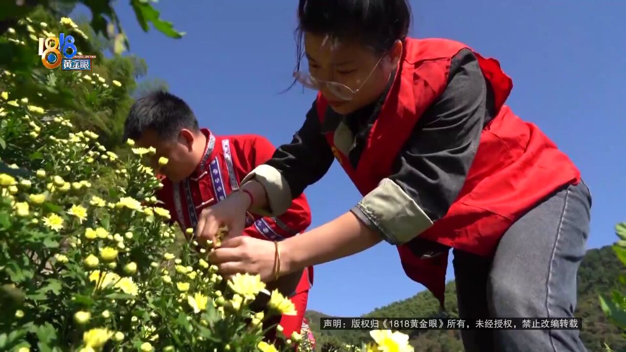 高山试种杭白菊,村集体幸福增收