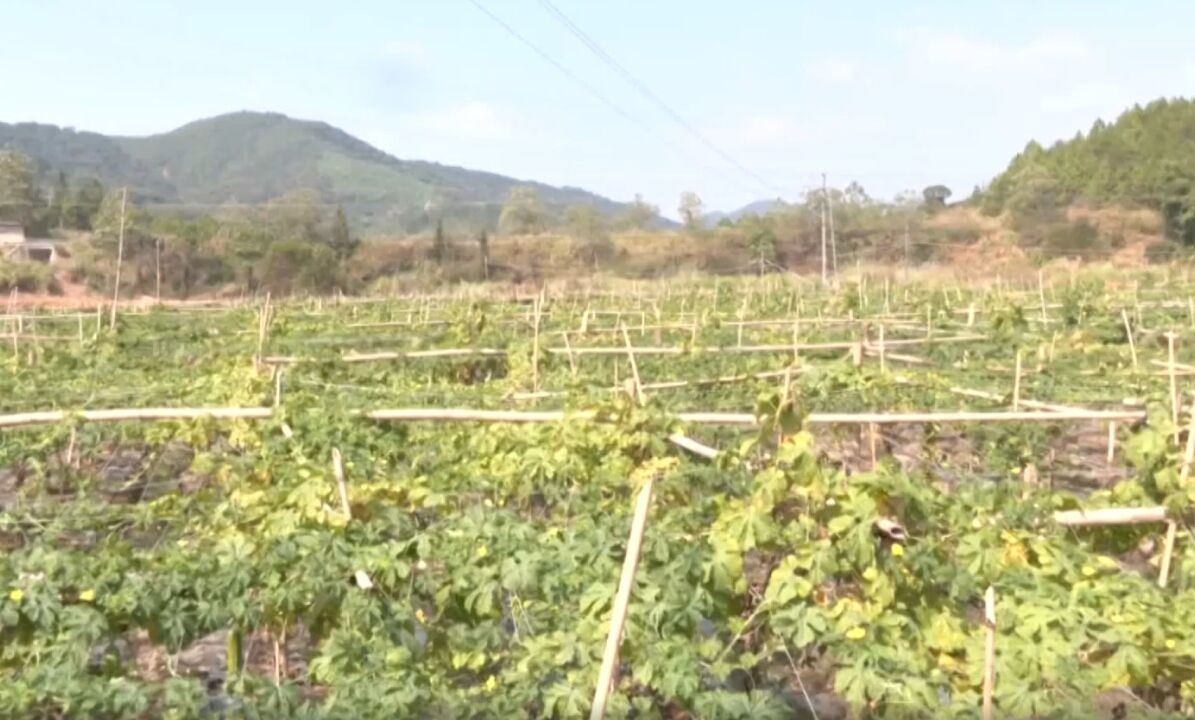 韶关浈江供港蔬菜基地瓜果飘香迎丰收,农民增收笑盈盈