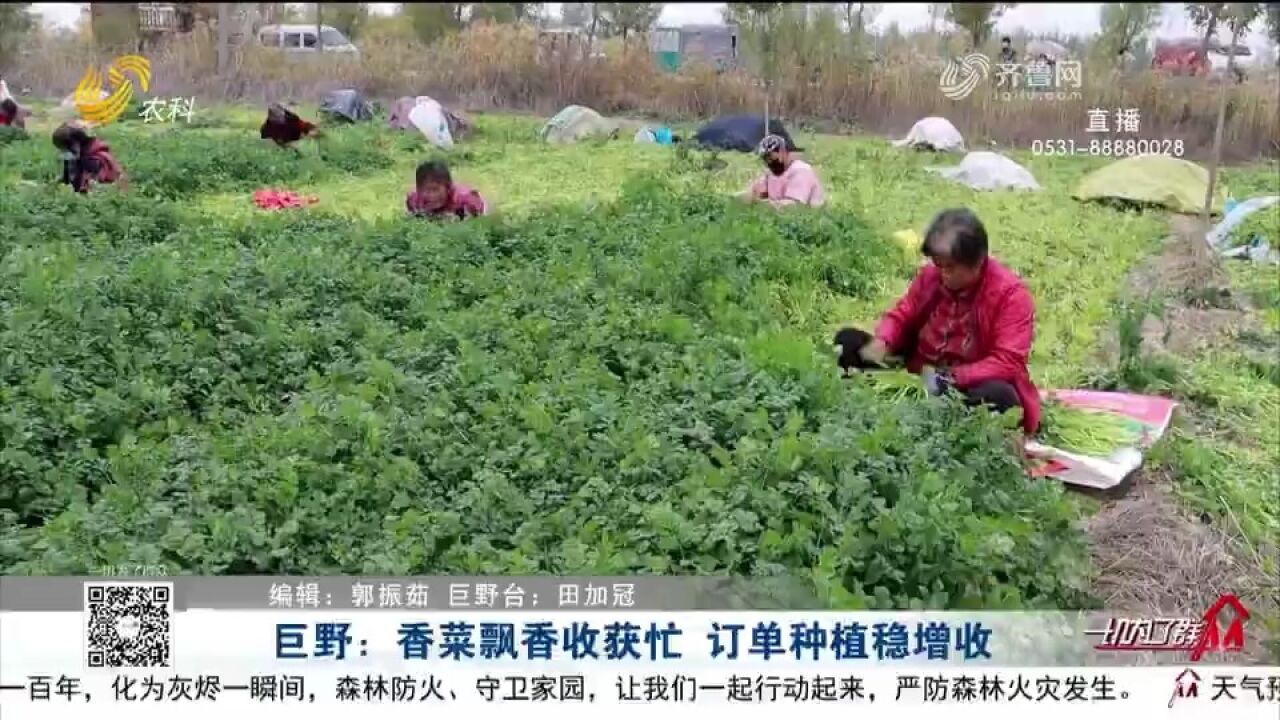 销路不愁!巨野150亩“订单香菜”喜获丰收,拓宽村民致富新路子