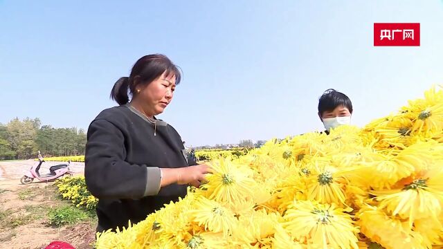 安徽亳州:万亩金丝皇菊扮靓乡村 特色产业助力乡村振兴