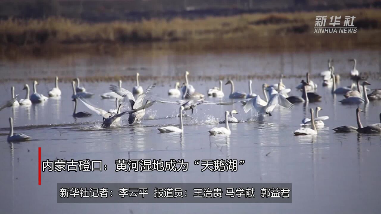 内蒙古磴口:黄河湿地成为“天鹅湖”