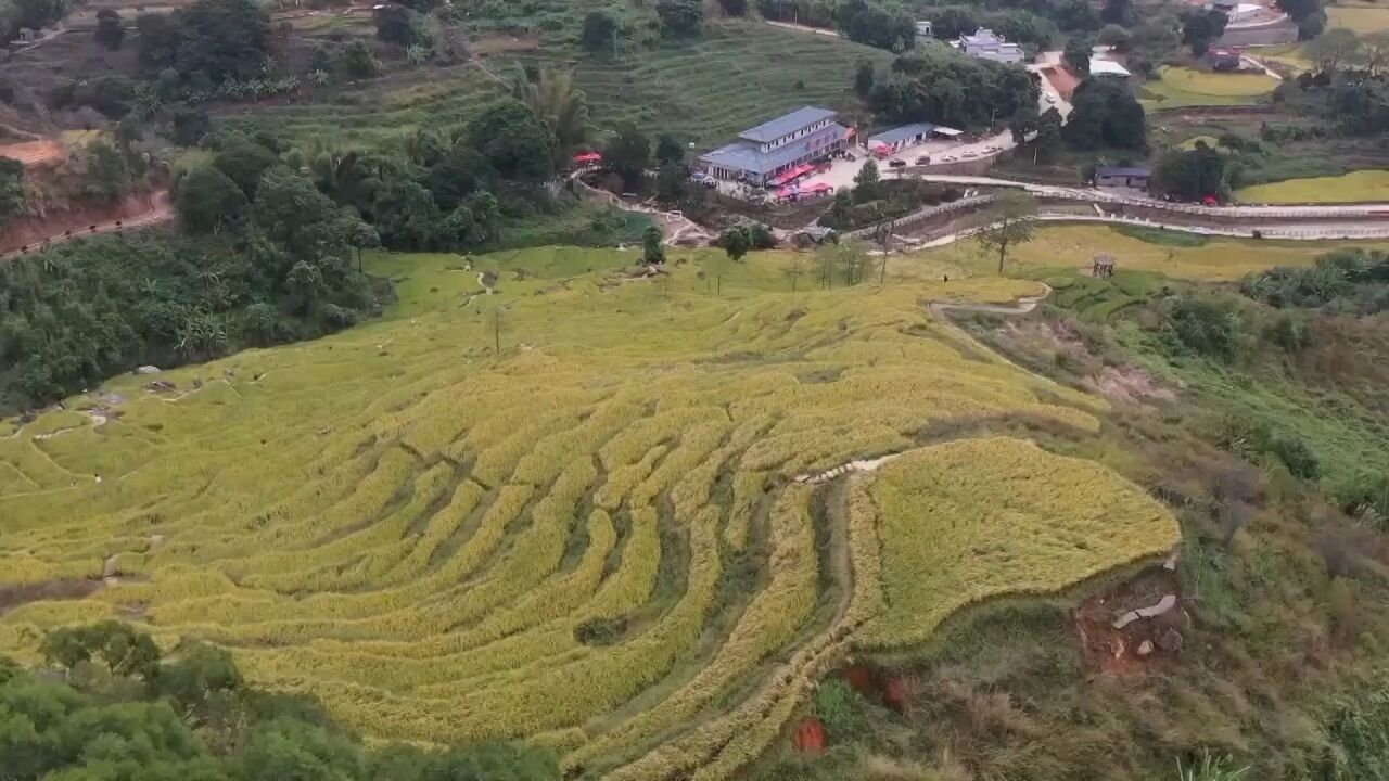 汕尾近千亩梯田稻黄染金秋,犹如一片金色的海洋