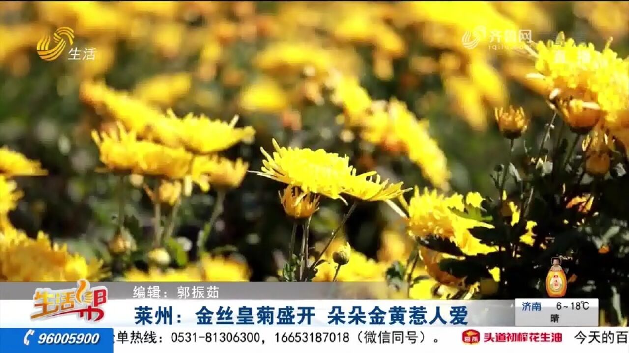 莱州40多亩金丝皇菊喜丰收,田间地头花团锦簇,朵朵金黄惹人爱