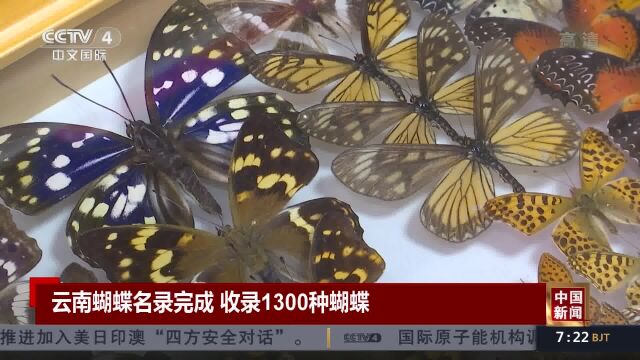 云南蝴蝶名录完成收录1300种蝴蝶