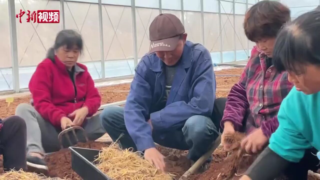 探访中国“太子参之乡”福建柘荣:科技赋农“参”生不息