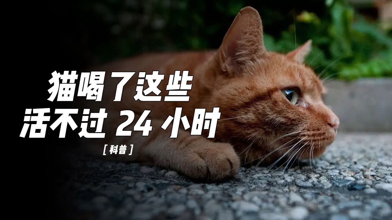 猫咪不能喝的五种水,别让无知害了猫