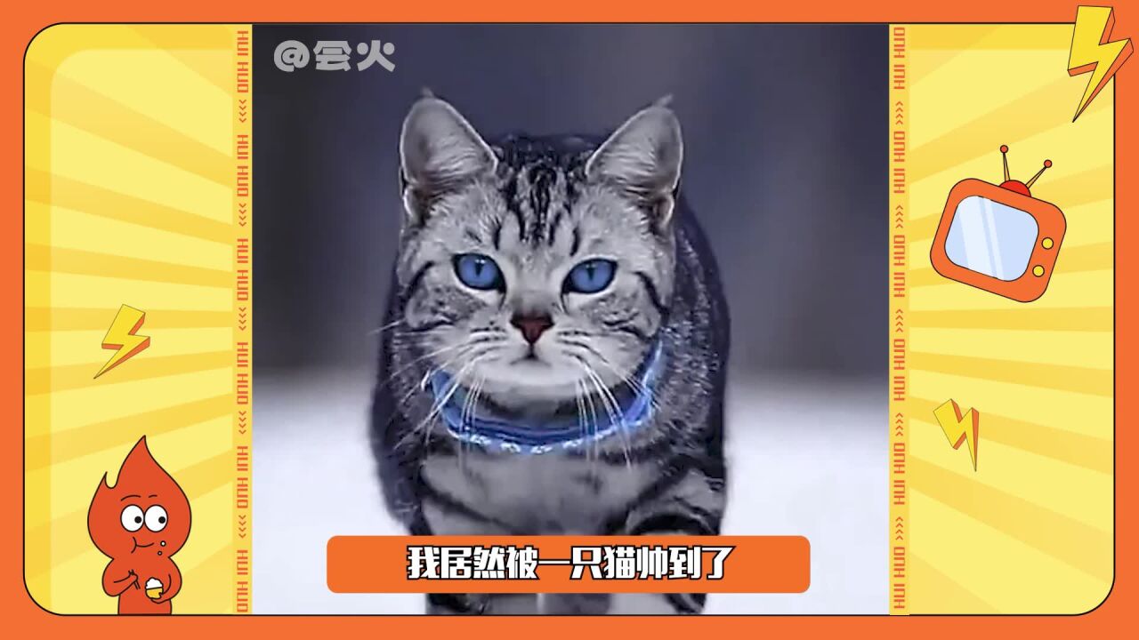 蓝眼睛的猫咪:猫界霸总雪地巡视,快给喵总开路!