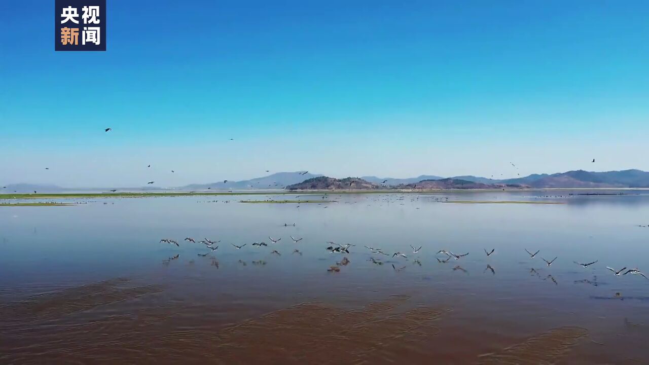 安徽安庆大批候鸟飞抵湿地 湖边设置投食区