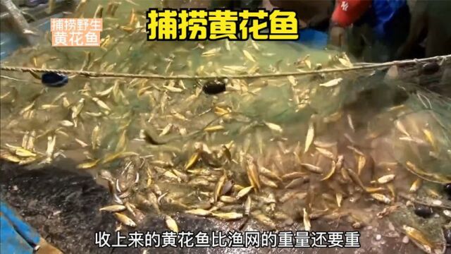 渔民用粘网捕捉价值不菲的野生黄花鱼,每次出海都能收获满满