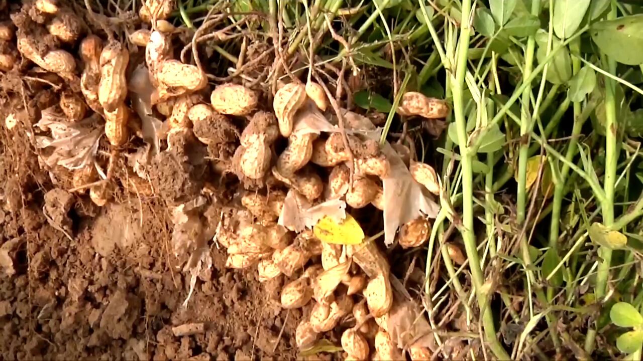 瞰中国|山东青岛:小花生变“金豆豆”