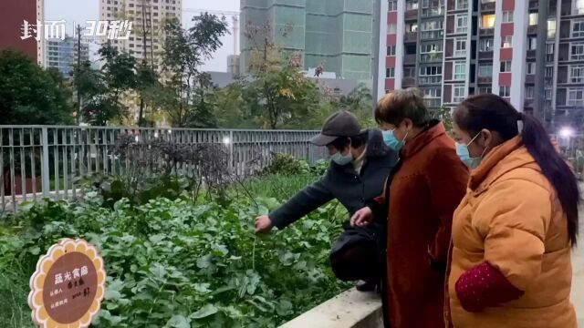 成都青白江一小区荒地变菜地 居民用志愿服务积分兑换建起“私家菜园”|新时代新征程新伟业