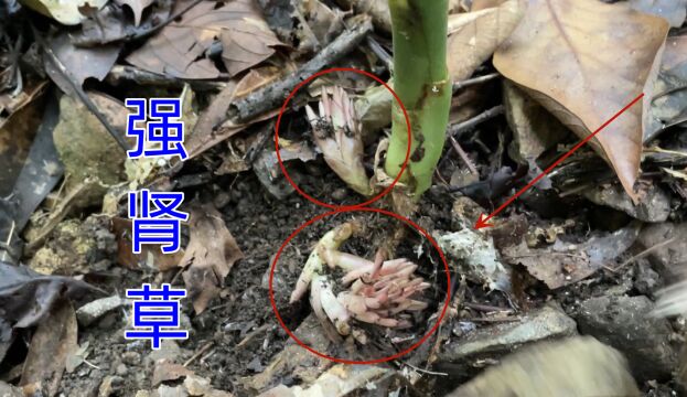 农村大山里不起眼的植物,却被老人称作“强肾草”,你家乡有吗