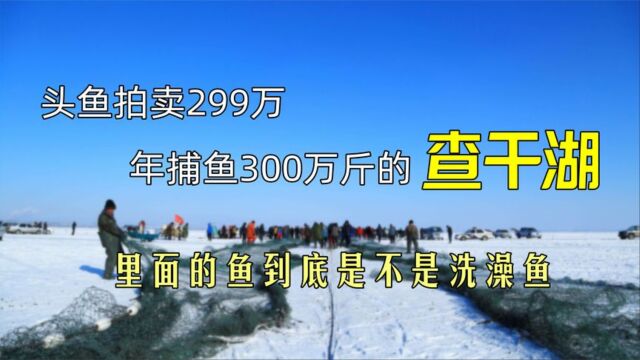 头鱼拍卖299万,年捕鱼300万斤的查干湖,里面的鱼是不是洗澡鱼?