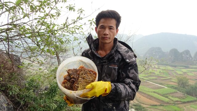 山顶上的蜜蜂窝资源真好,小莫掏出来满满一桶蜂蜜,大卖一千多