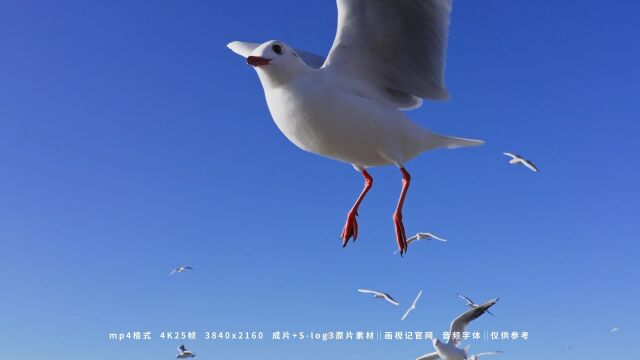 昆明海埂大坝蓝天下用嘴和手喂海鸥红嘴鸥,视频素材:画视记官网,BGM:李琛初吻