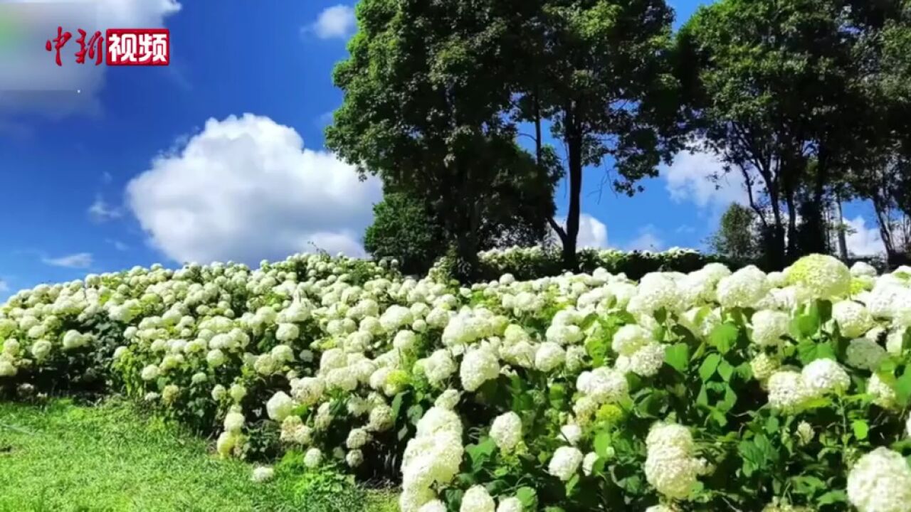 【澜湄印象】乘高铁游腾冲