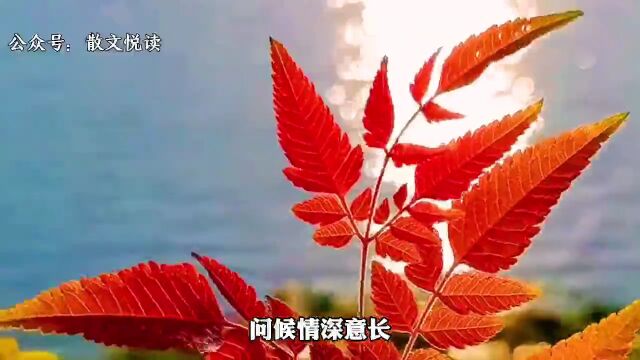 每日祝福:愿生活充满阳光,身体健健康康!