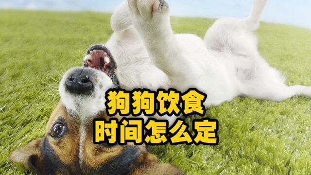 狗狗饮食时间怎么定?狗狗喂食时间安排表