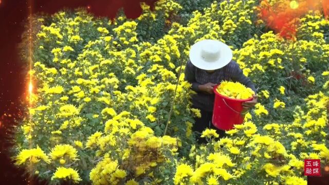 我县两款红茶斩获第二届世界红茶产品质量推选“大金奖”