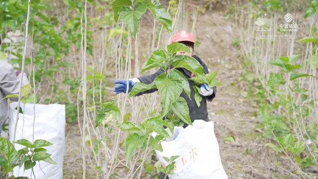 【共富带头人】武义锦平村:延长桑蚕产业链 桑叶茶香助增收